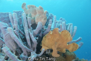 Two Frog Fish on Sponges by Yiu Tin Tang 